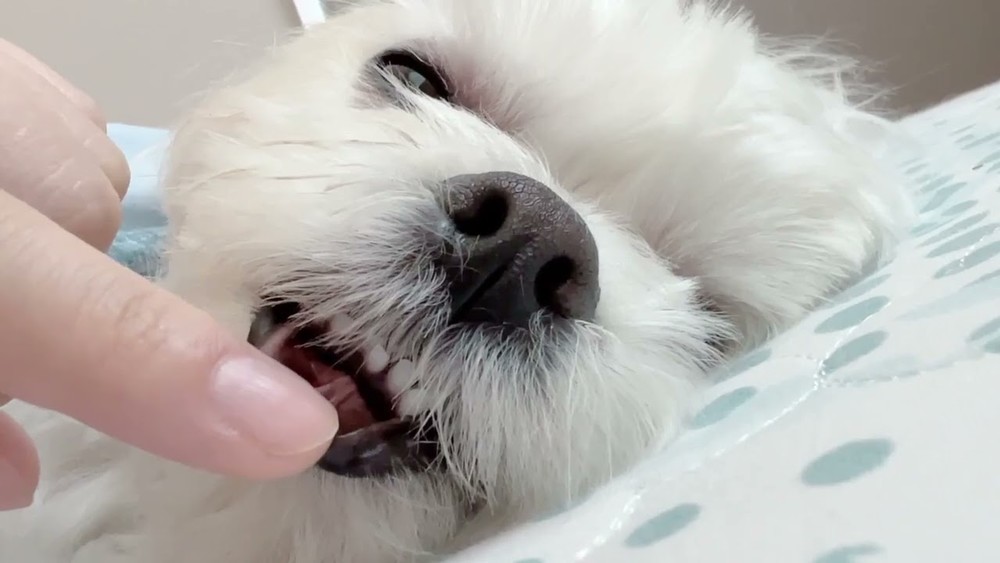 또리느강쥐 - 2025년 졸업전시회